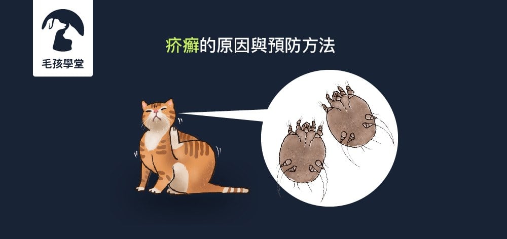 貓咪頻抓癢、撓耳朵 !? 竟然是疥蟲寄生惹的禍 ! 快來看看造成「疥癬」的原因與預防方法~